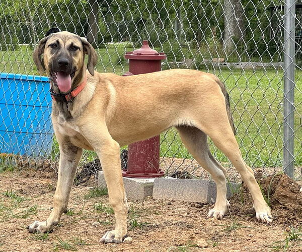 Medium Photo #20 Anatolian Shepherd-Rhodesian Ridgeback Mix Puppy For Sale in Higley, AZ, USA