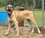 Small #19 Anatolian Shepherd-Rhodesian Ridgeback Mix