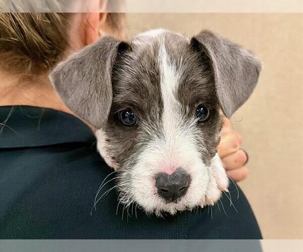 Medium Photo #1 Rat Terrier-Unknown Mix Puppy For Sale in Santa Rosa, CA, USA