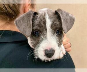 Rat Terrier-Unknown Mix Dogs for adoption in Santa Rosa, CA, USA