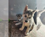 Small Photo #7 Siberian Husky Puppy For Sale in BLOOMFIELD, KY, USA