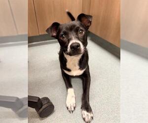 Chihuahua Dogs for adoption in Baytown, TX, USA