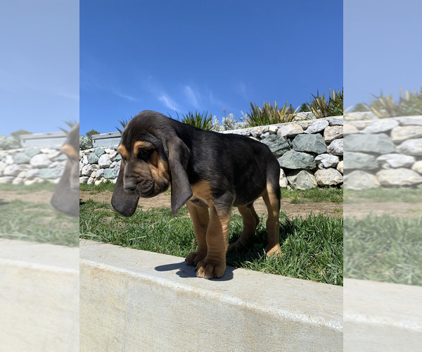 Medium Photo #3 Bloodhound Puppy For Sale in SOQUEL, CA, USA