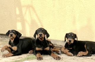 Doberman Pinscher Puppy for sale in ESCONDIDO, CA, USA