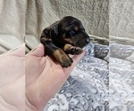 Small Photo #6 Doberman Pinscher Puppy For Sale in COTTON, MN, USA