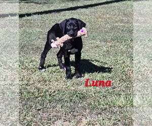 Luna - Female Labrador Retriever-Unknown Mix Dog for Adoption - Photo #4