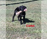 Small Photo #4 Labrador Retriever-Unknown Mix Puppy For Sale in Mount Laurel, NJ, USA