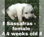 Small Photo #8 Great Pyrenees Puppy For Sale in HILLSVILLE, VA, USA