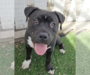 Mutt Dogs for adoption in Fremont, CA, USA