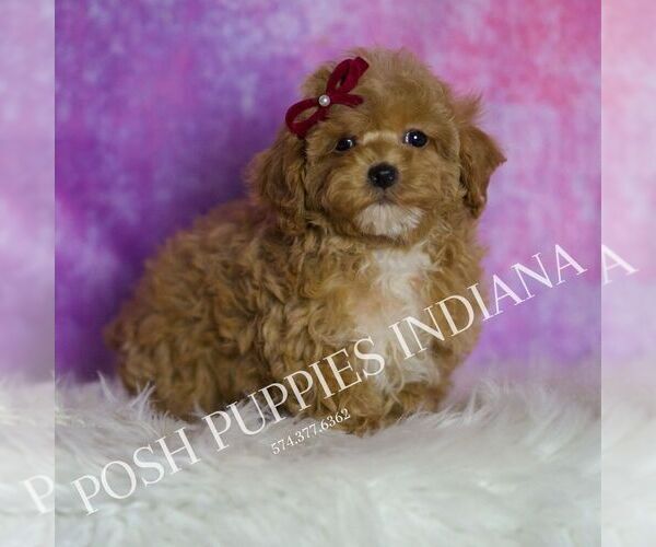 Medium Photo #116 Poodle (Miniature) Puppy For Sale in WARSAW, IN, USA