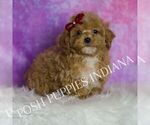 Small #5 Poodle (Miniature)