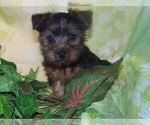 Silky Terrier Puppy for sale in MADISON, SD, USA