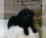 Small #2 Poodle (Miniature)