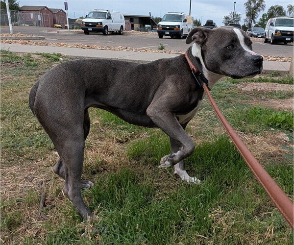 Medium Photo #1 American Pit Bull Terrier-Unknown Mix Puppy For Sale in Denver, CO, USA