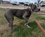 YOSHI - Female American Pit Bull Terrier-Unknown Mix Dog for Adoption - Small photo