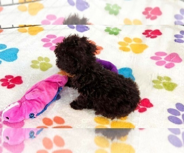 Medium Photo #8 Cockapoo (Toy)-Poodle (Toy) Mix Puppy For Sale in ORO VALLEY, AZ, USA