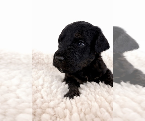 Medium Photo #60 Aussie-Poo-Bernedoodle Mix Puppy For Sale in LEXINGTON, SC, USA