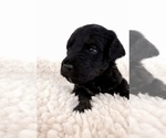 Small #4 Aussie-Poo-Bernedoodle Mix