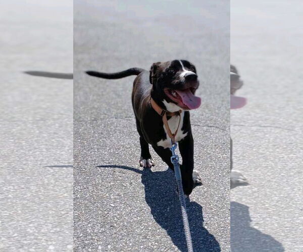 Medium Photo #2 American Pit Bull Terrier Puppy For Sale in Rustburg, VA, USA