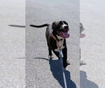 Small #1 American Pit Bull Terrier