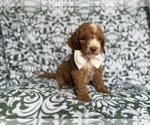 Small #7 Cockapoo (Miniature)