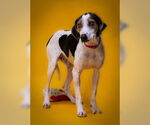 Small #4 Mutt