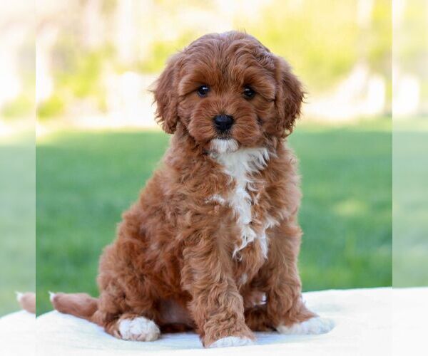 Medium Photo #5 Cavapoo (Miniature) Puppy For Sale in LITITZ, PA, USA