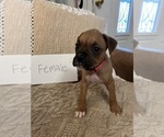 Small #1 Boxer