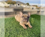 Small #7 French Bulldog