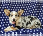 Small Photo #4 Pembroke Welsh Corgi Puppy For Sale in NEW PARK, PA, USA