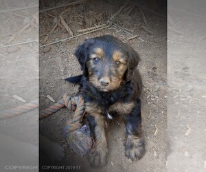 Aussiedoodle-Golden Retriever Mix Puppy for sale in FORT COLLINS, CO, USA