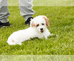 Small Goldendoodle (Miniature)