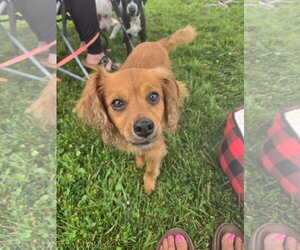 Chiweenie Dogs for adoption in New London, WI, USA