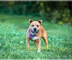 Small #14 American Staffordshire Terrier-Labrador Retriever Mix