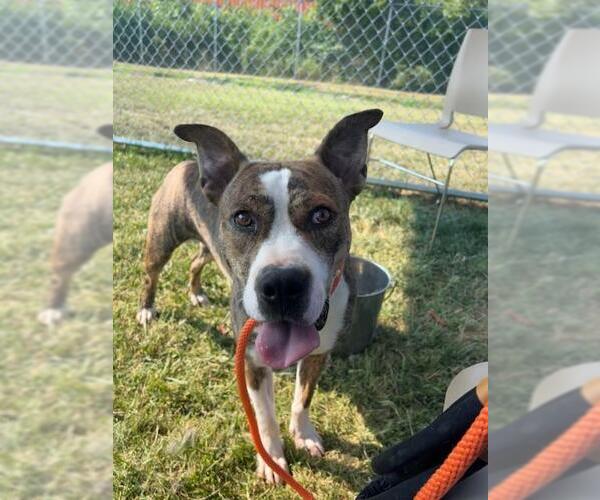 Medium Photo #1 American Pit Bull Terrier Puppy For Sale in Louisville, KY, USA