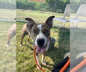 American Pit Bull Terrier Dogs for adoption in Louisville, KY, USA