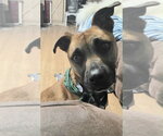 Small #3 Black Mouth Cur Mix