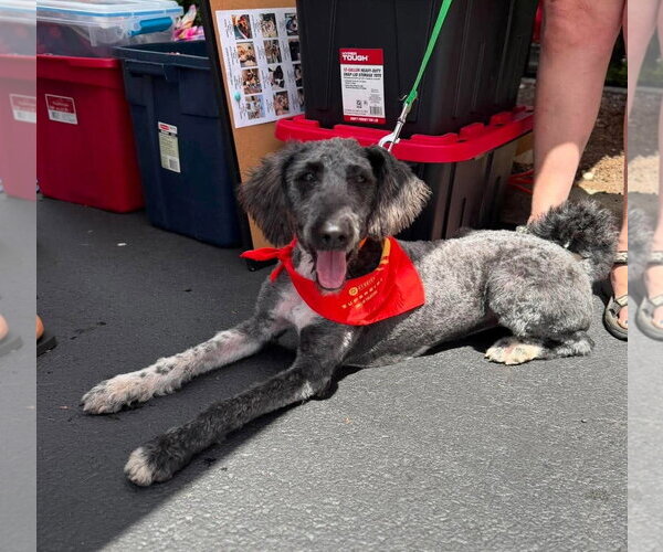 Medium Photo #3 Aussiedoodle Puppy For Sale in Westwood, NJ, USA