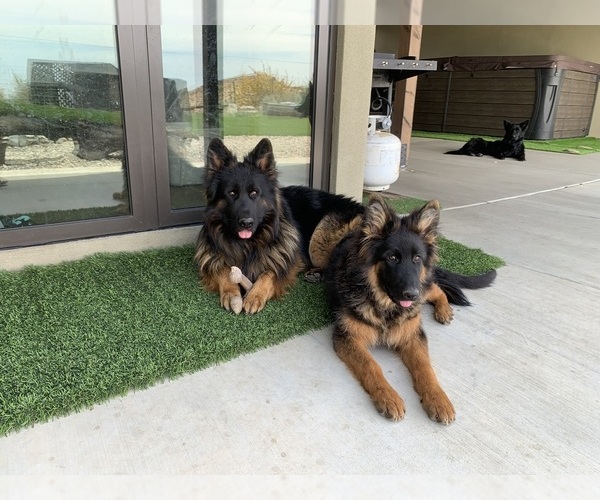 Medium Photo #25 German Shepherd Dog Puppy For Sale in PINON HILLS, CA, USA