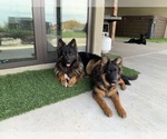 Small #24 German Shepherd Dog