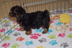 Small Photo #3 Yorkshire Terrier Puppy For Sale in ORO VALLEY, AZ, USA