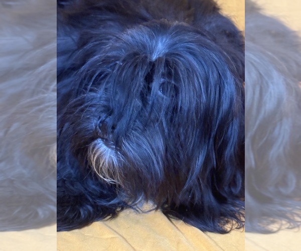 Medium Photo #19 Shih Tzu Puppy For Sale in BROOKLET, GA, USA