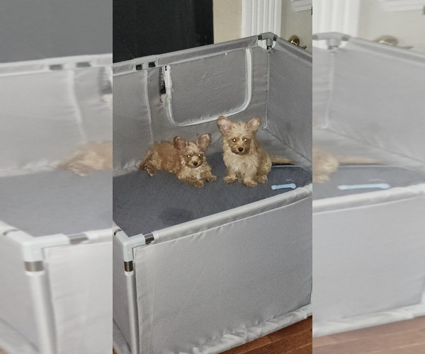Medium Photo #3 Yorkshire Terrier Puppy For Sale in MABLETON, GA, USA