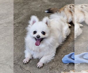 Pomeranian-Unknown Mix Dogs for adoption in Agoura Hills, CA, USA