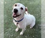 Small #2 Lab-Pointer