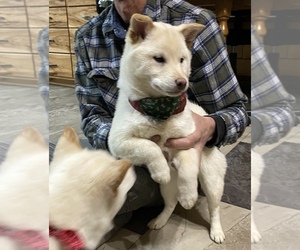 Shiba Inu Puppy for sale in FREMONT, MI, USA