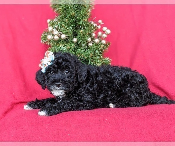 Medium Photo #3 Miniature Labradoodle Puppy For Sale in OXFORD, PA, USA