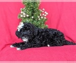 Small Photo #3 Miniature Labradoodle Puppy For Sale in OXFORD, PA, USA