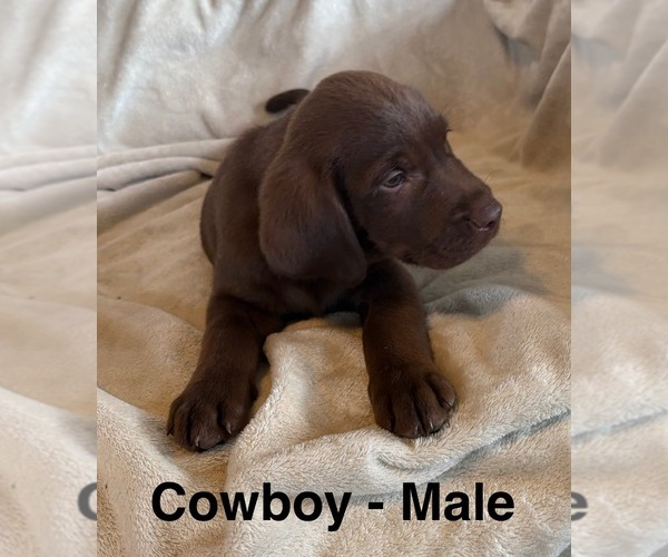 Medium Photo #4 Labrador Retriever Puppy For Sale in OVID, MI, USA