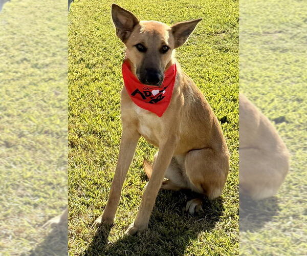 Medium Photo #4 German Shepherd Dog-Unknown Mix Puppy For Sale in San Leon, TX, USA
